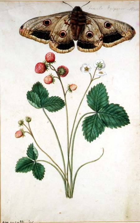 Female Emperor Moth (Saturnia Pavonia) and Wild Strawberry (Fragaria vesca) von J. Le Moyne des Morgues