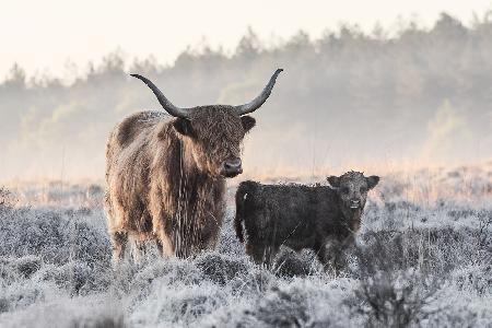 Highlander und Kalb