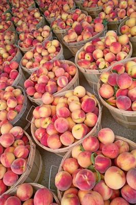Bushels of Fresh Peaches