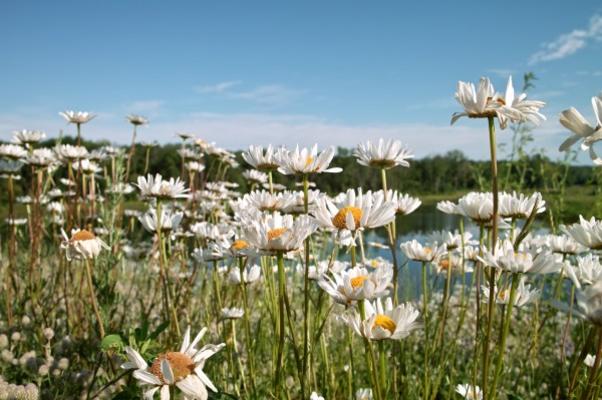 Wild Flowers and Pond von Jack Kunnen