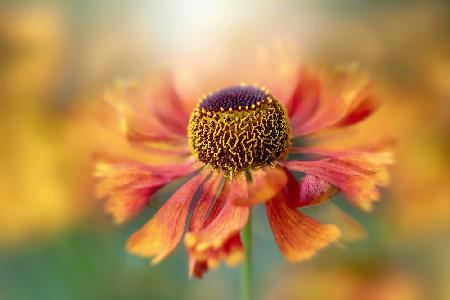 Helenium