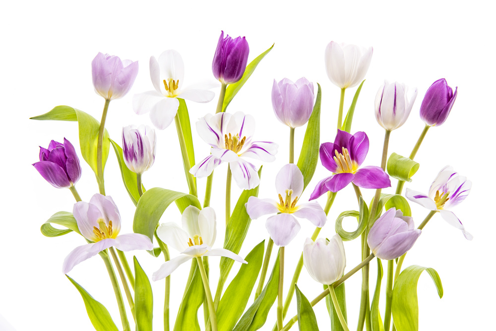 Tulipa-Frühling von Jacky Parker