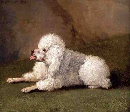 A Belgian Poodle von Jacob Philipp Hackert