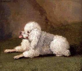 A Belgian Poodle 1793