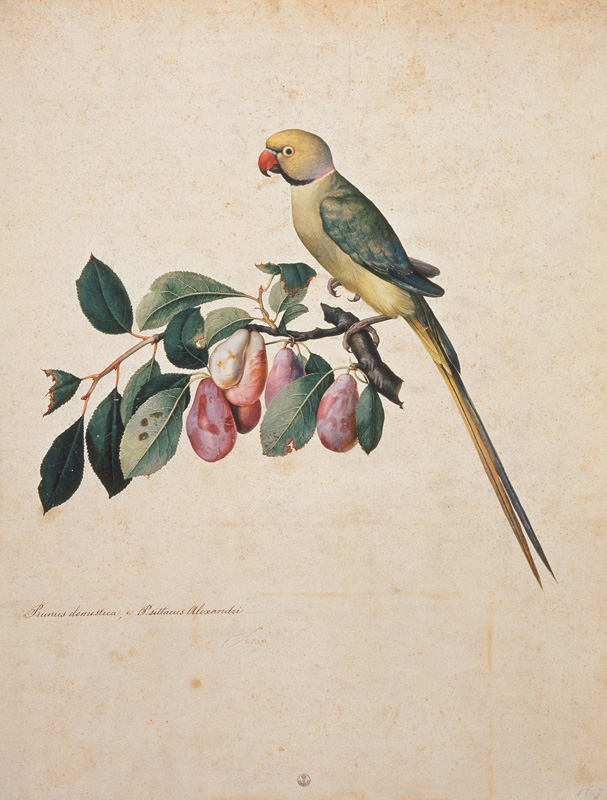 Prunus domestica, e Psittacus Alexandri von Jacopo Ligozzi