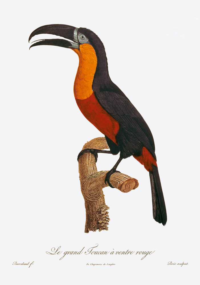 Toucan: Great Red-Bellied  von Jacques Barraband