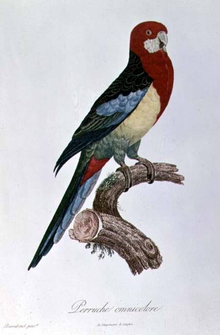Omnicoloured Parakeet von Jacques Barraband
