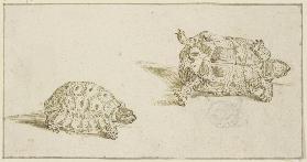Zwei Schildkröten, von oben und von unten gesehen, sowie ein skizzierter Katzenkopf
