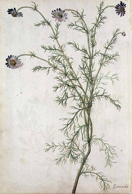 Chamaemelum nobile Allioni von Jacques Le Moyne
