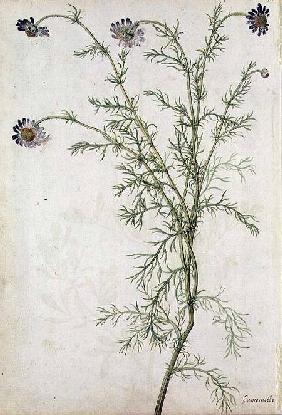 Chamaemelum nobile Allioni c.1568