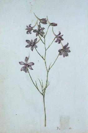 Delphinium ajacis c.1568