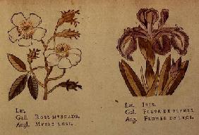 Rose and Iris, from 'La Clef des Champs'