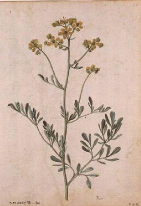 Ruta graveolens c.1568