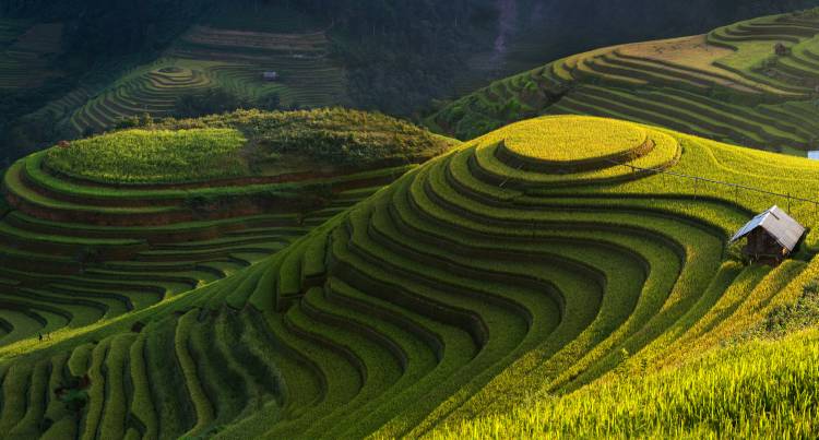 Gold rice terrace in mu cang chai,Vietnam. von Jakkree Thampitakkull