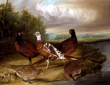 Pheasants by the River Wensum, Norfolk von James Blazeby