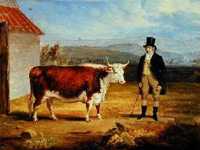 Mr James Hodges and his Two Year-Old Hereford Heifer c.1843