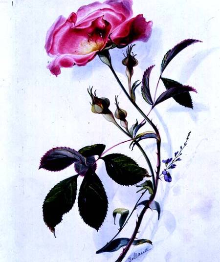 A Rose von James Holland