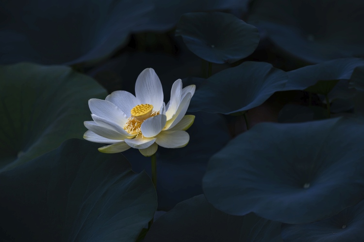 Yellow Lotus von James S. Chia