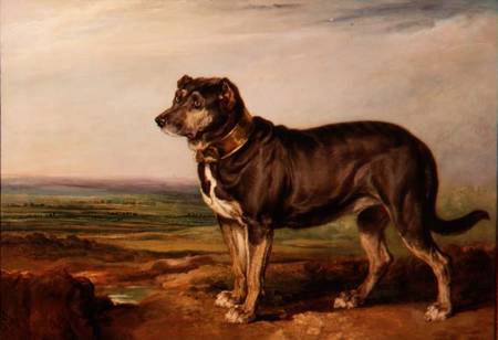 Portrait of `Vic', a Spanish Bloodhound von James Ward