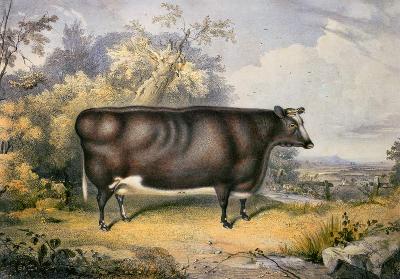 The Cottesmore Prize Heifer, 1837 (after Henry Strafford