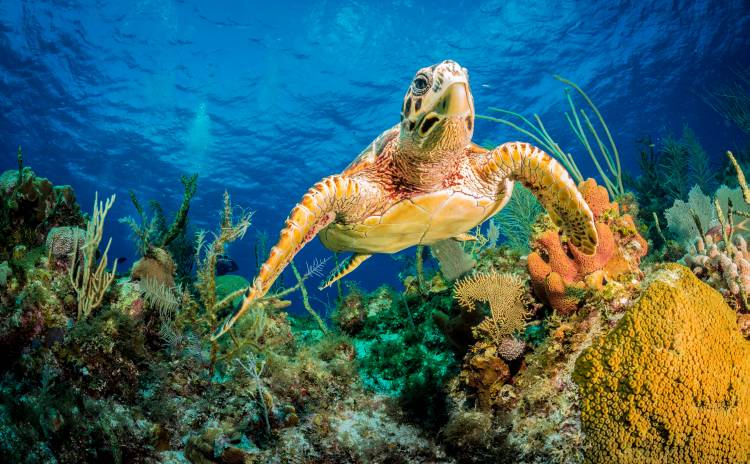 Hawksbill turtle swimming through Caribbean reef von Jan Abadschieff