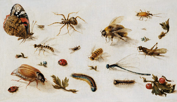 A Study of Insects von Jan Brueghel d. J.