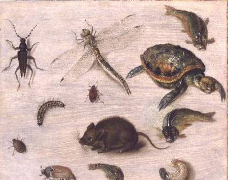 A Study of Insects, Sea Creatures and a Mouse von Jan Brueghel d. J.