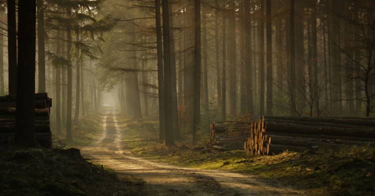 A forest walk von Jan Paul Kraaij