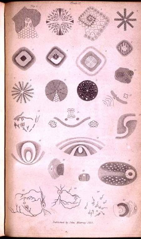 Plate II from 'Contributions of the physiology of vision No. I', published in the Journal of the Roy von Jan Purkinje
