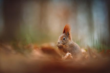 Das Rote Eichhörnchen (Sciurus vulgaris)