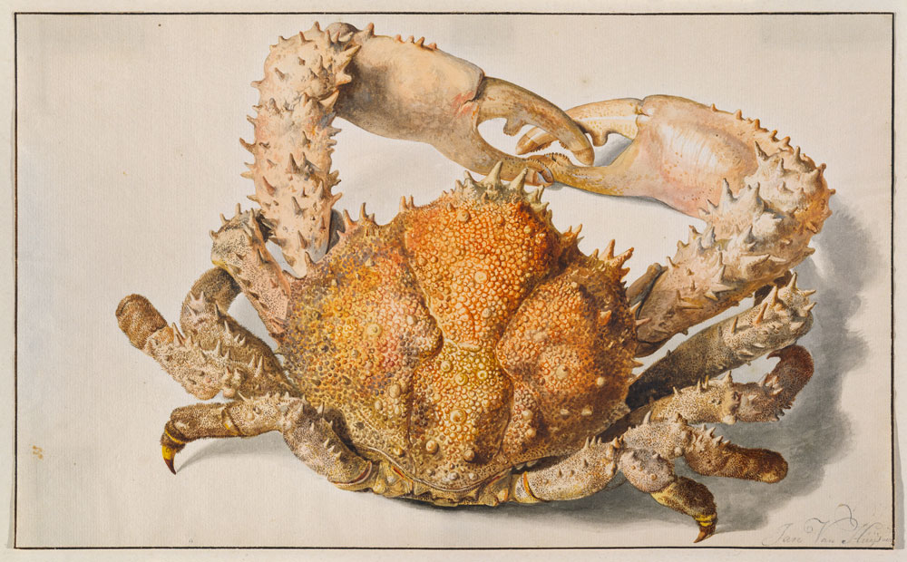 Eine Krabbe. von Jan van Huysum