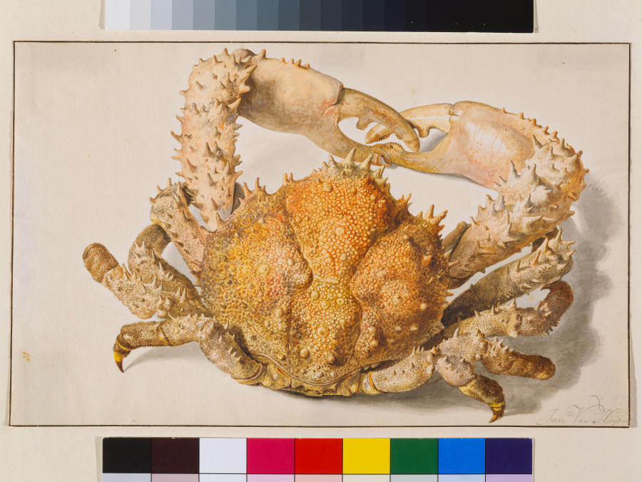 Eine Krabbe von Jan van Huysum