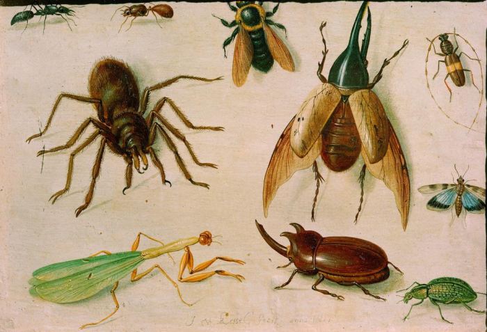 Insekten von Jan van the Elder Kessel