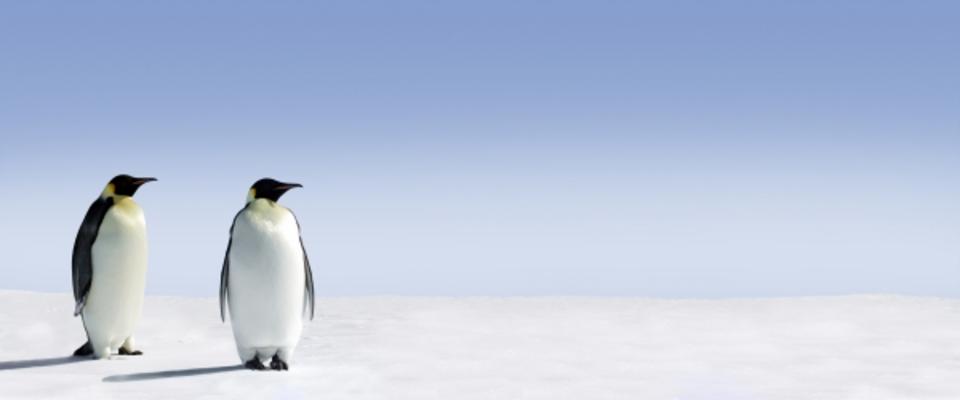 Penguin Panorama von Jan Will