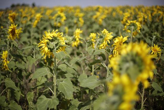 Sonnenblumen auf dem Feld von Jan Woitas