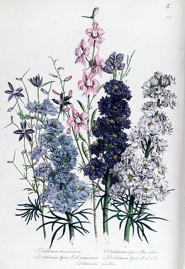 Delphiniums, plate 3 from ''The Ladies'' Flower Garden'', published 1842 von Jane Loudon