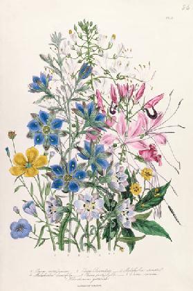 Cornflower, plate 15 from 'The Ladies' Flower Garden' published