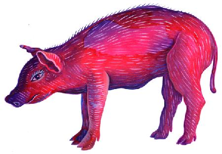 Pig 1996
