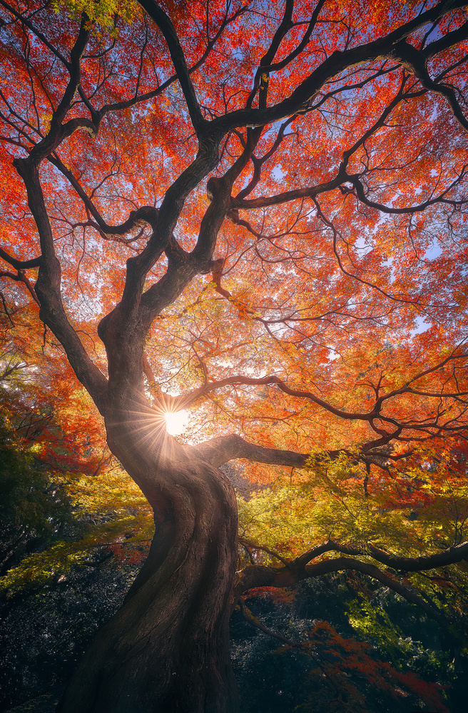 Der japanische Baum von Javier de la Torre