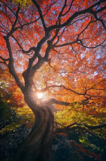 Der japanische Baum