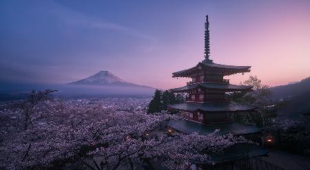 Mt. Fuji Sakura