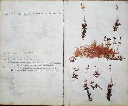 Page 15 from a Herbarium von Jean-Jacques Rousseau