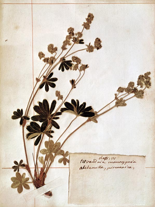 Alchemilla, from a Herbarium von Jean-Jacques Rousseau