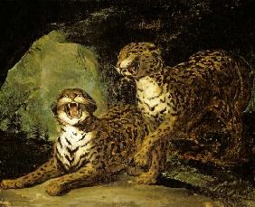 Two Leopards 1817-20