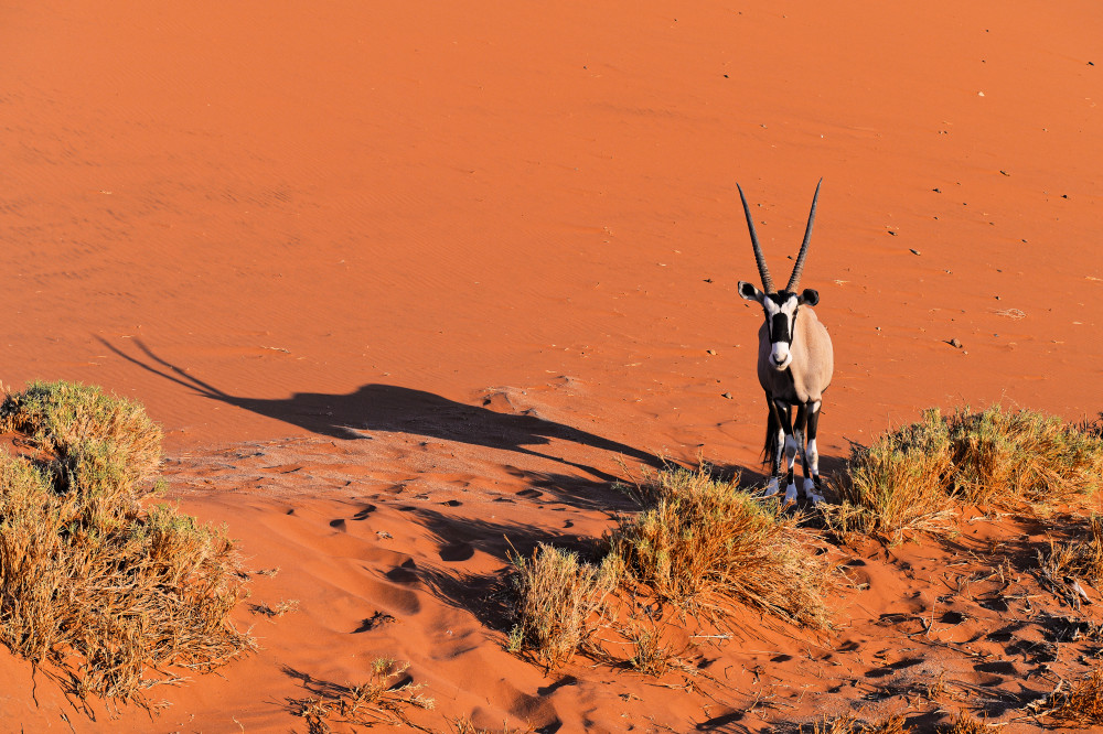 Oryx von Jean-Pierre Sepchat