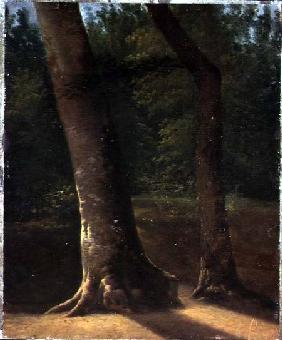 Study of Trees c.1815