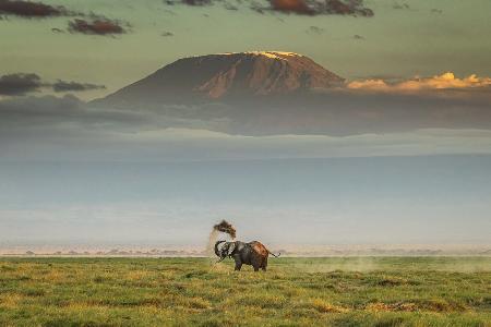 Die Magie von Amboseli