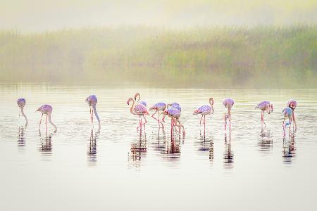 Die pastellfarbenen Flamingos im Nebel