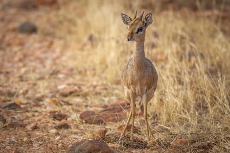 Die zerbrechlichste Antilope der Natur