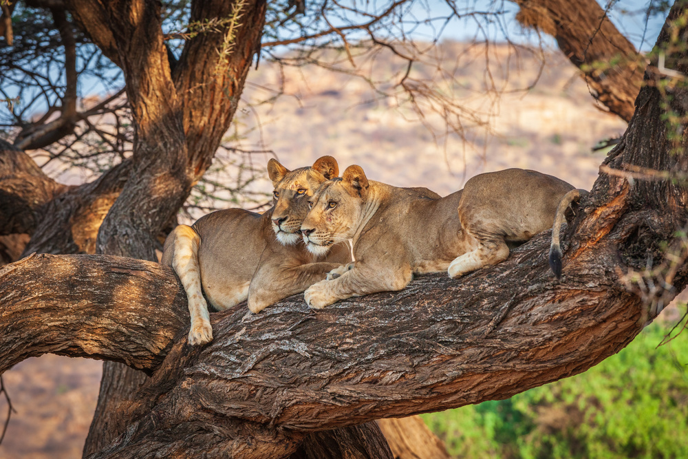 Löwen können nicht auf Bäume klettern von Jeffrey C. Sink